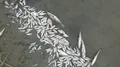 dead fish in contaminated water  4k or 4k+ Resolution
