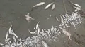 dead fish in contaminated water  4k or 4k+ Resolution
