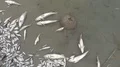 dead fish in contaminated water  4k or 4k+ Resolution