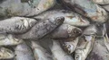 dead fish in contaminated water 4k or 4k+ Resolution