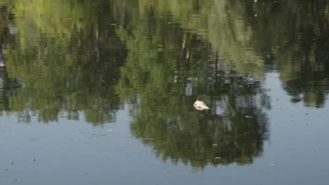 Dead fish in dark water in river. Environmental pollution. Ecological disaster Stock Footage 284134880