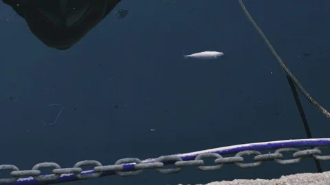 Dead fish. Dead fish swims near the shore of the pier. Stock Footage 122644823