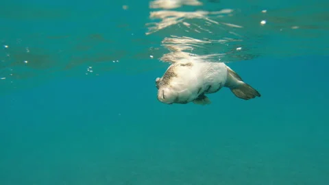 Dead fish. Dead fish swims in the sea. Stock Footage 139127524