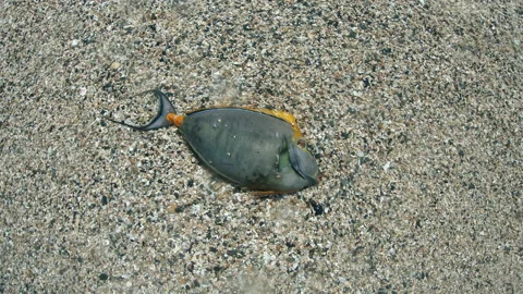 Dead fish. The dead fish were thrown ashore. Stock-Footage 139127778