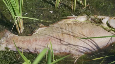 Dead Fish Decaying in Contaminated Water Among Muddy River Algae Stock Footage 344771403