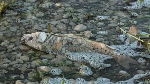Dead fish decomposing on the shore of the Beniarres reservoir Stock Footage 297411134