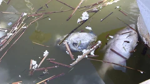 Dead fish in dirty water 2 Stock Footage 49463595