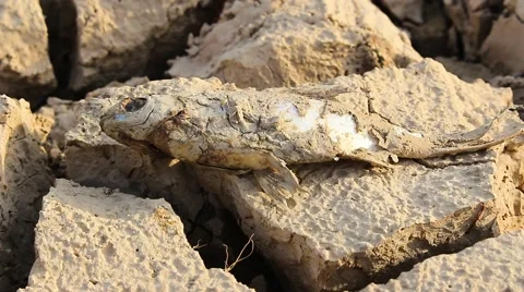 Dead fish on drought land Stock Footage 52345595