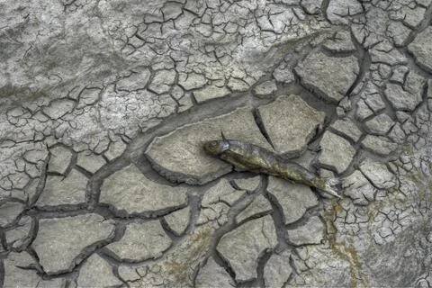 Dead fish in the dry bottom of a river Stock Photos