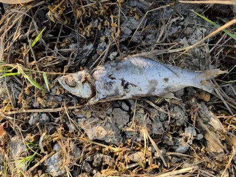 Dead Fish on Dry Ground Stock Photos