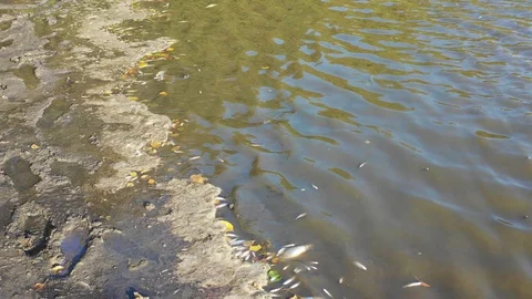 Dead fish on dry pond with mud and in a plowed breeding pond. Stock Footage 97799175