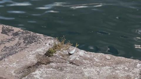 Dead fish drying on a concrete pier Stock Footage 341787531
