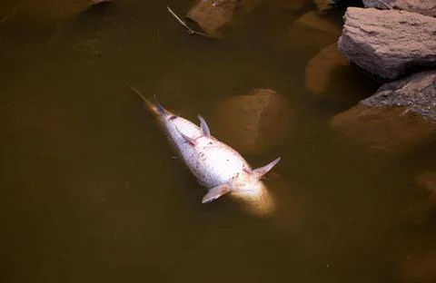 Dead fish due to pollution Foto stock