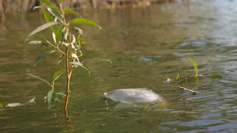 Dead fish in ecologically dirty water Stock Footage 116559710