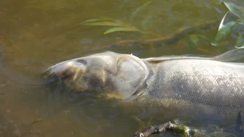 Dead fish in ecologically dirty water Video stock 116560012