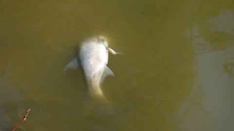 Dead fish in ecologically dirty water Stock-Footage 116560100
