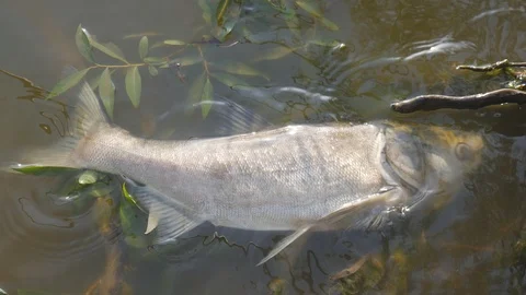 Dead fish in ecologically dirty water Video stock 119282787