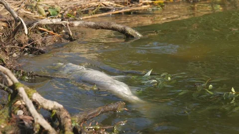 Dead fish in ecologically dirty water Stock Footage 119282921