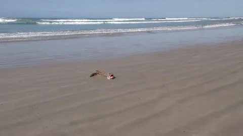 Dead Fish On An Empty Beach Stock Footage 107608598