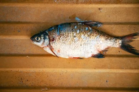 Dead fish environmental problems . Water pollution, chemical waste from indus Stock Photos