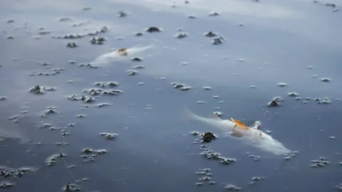 Dead fish in environmentally dirty water. A living creature died in a toxic lake Video stock 139699062