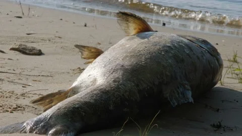 Dead fish. Fish are rotting on the shore. Dead fish on the beach. The fish is Stock Footage 199500477