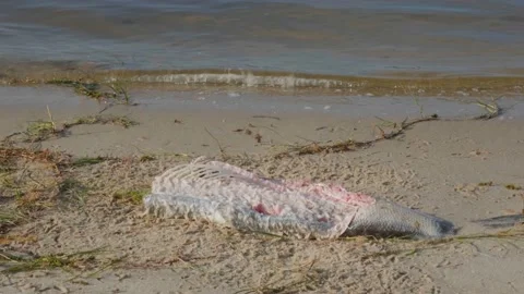 Dead fish. Fish are rotting on the shore. Dead fish on the beach. The fish is Stock Footage 202114700