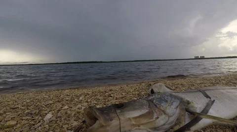 Dead Fish Fish Kill with algae Bloom Stock Footage 111271208