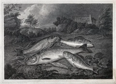 Dead fish: five fish shown lying on the grass of a riverbank. Etching by J... Stock Illustration