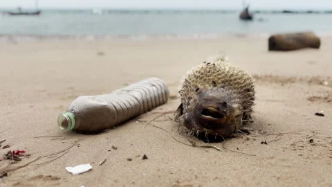 Dead Fish with Flies and Plastic Bottle on Polluted Beach with Ocean Background Stock Footage 332889603