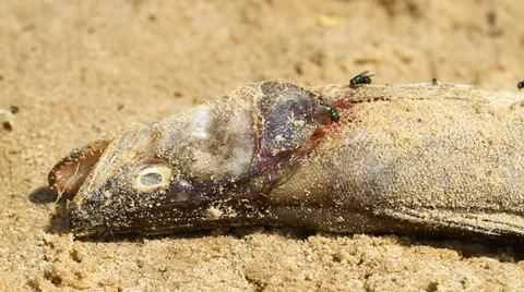 Dead Fish with Flies Stock-Footage 32276398