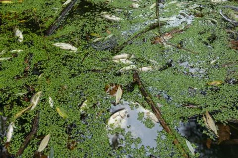 Dead fish float in polluted water in river Stock Photos