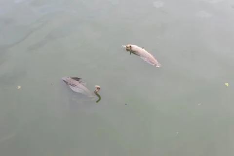 Dead fish float on waste water in Thai canal Stock-Fotos