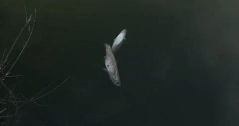 Dead fish float on the water. Stock Footage 164592903