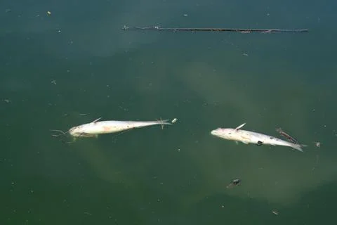Dead fish float on the water. Stock Photos