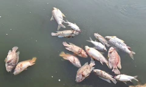 Dead fish floated in the  water Stock Photos