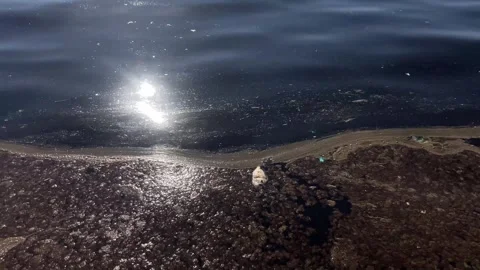 Dead Fish Floating on the Aegean Sea Stock Footage 328525161