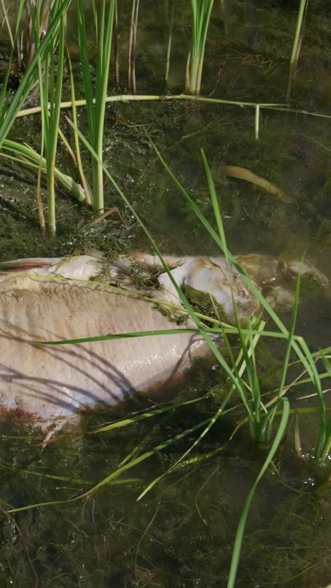 Dead Fish Floating in Algae Polluted Marsh Water Under Daylight Stock Footage 344771466