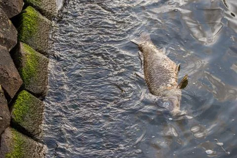 A dead fish floating along the side of the river in Amsterdam, the Netherlands Stock Photos