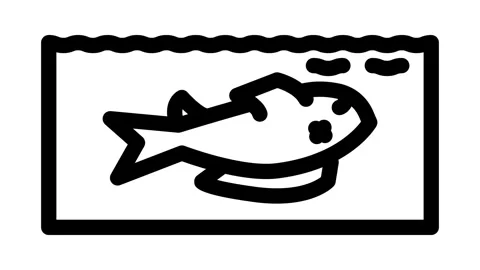 Dead fish floating belly up Stock Footage 326747494