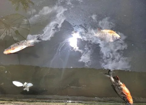 Dead fish floating on dark water surface indicating environmental pollution. Stock Photos