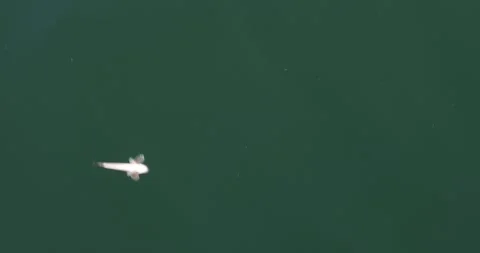 Dead fish floating on deep green water, minimalist top-down composition. Stock Footage 320028882