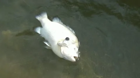 Dead Fish Floating on Lake Video stock 12577090