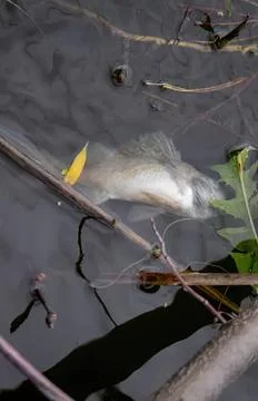 Dead fish floating in muddy water with plants and sticks Stock Photos
