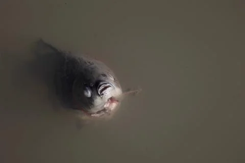 Dead fish floating in murky polluted water, close up Stock Photos