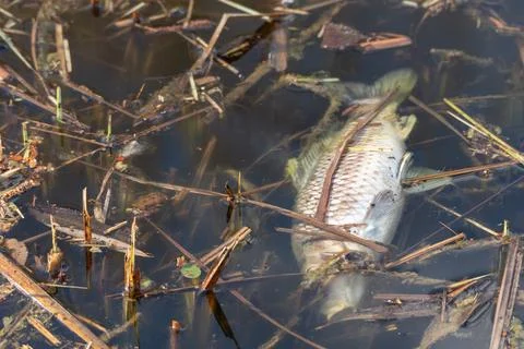 Dead fish floating in polluted pond water 스톡 사진