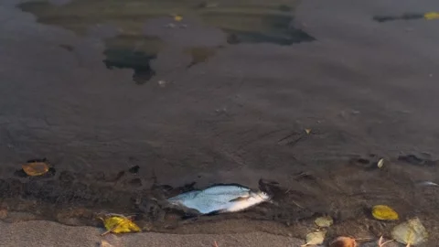Dead fish floating in polluted water near the shore. Stock-Footage 275323394