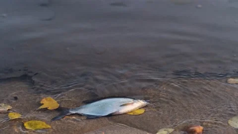 Dead fish floating in polluted water near the shore. Stock Footage 275808509