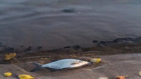 Dead fish floating in polluted water near the shore. Vídeos de archivo 278380606