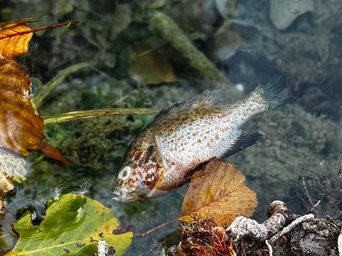 Dead fish is floating in a pond Stock Photos